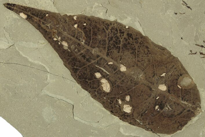 Fossil Poplar Leaf and Craneflies - Green River Formation, Utah #323347